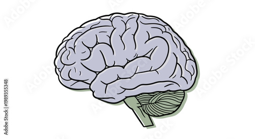 Anatomical illustration of the human brain side view.
