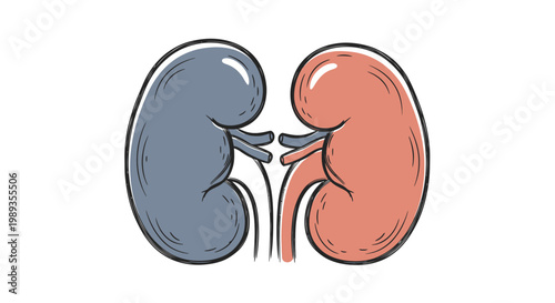 Illustration of Human Kidneys Anatomy.