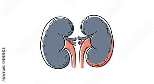 Anatomical illustration of human kidneys isolated on a white background.