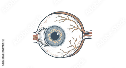 Anatomical illustration of the human eye showing internal structure and iris.
