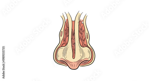 Anatomical cross section illustration of human nose and nasal cavity.