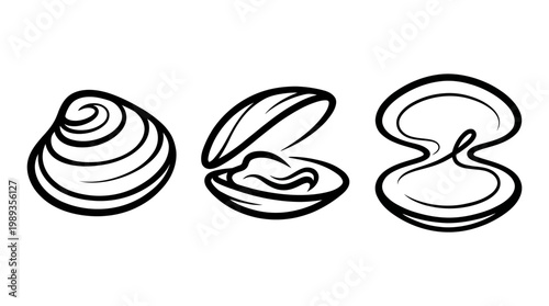 Three Detailed Black and White Illustrations of Shells.