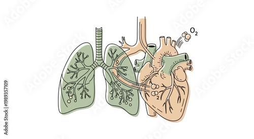 Anatomical illustration showing the connection between human lungs and the heart for gas exchange.