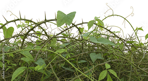 Thorny Vine Overgrowth With Lush Green Leaves Against A White Background