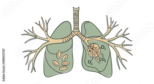 Anatomical illustration showing human lung gas exchange mechanism.