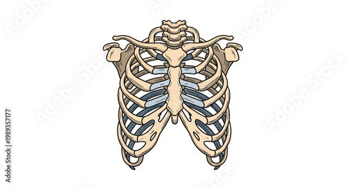 Anatomical illustration of the human rib cage and thoracic skeletal structure.