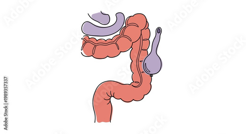 Anatomical Illustration of Human Large Intestine and Associated Organs.