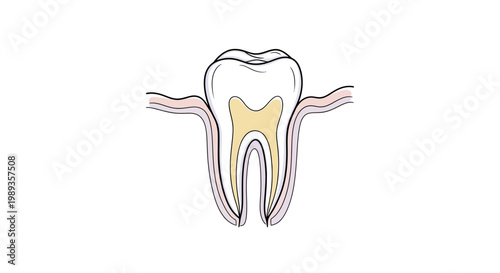 Anatomical cross section illustration of a human molar tooth and surrounding gums.
