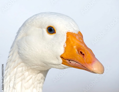 Close Up Portrait Of A Domestic White Goose With A Vibrant Orange Beak And Striking Blue Eye Against A Bright Out Of Focus Background In Natural Light