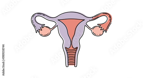 Anatomical illustration of the human female reproductive system showing ovaries and uterus.