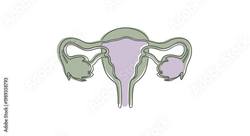 Stylized continuous line drawing of a human female reproductive system.