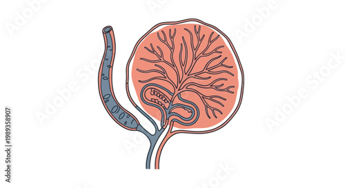 Medical illustration showing human placenta anatomy and umbilical cord structure.