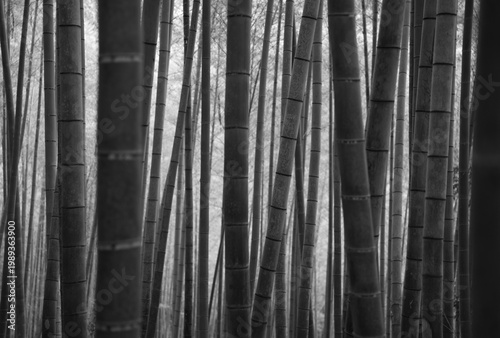 bamboo inari shrine bw