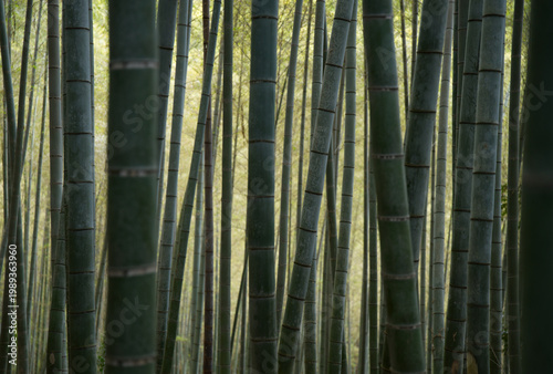 bamboo inari shrine