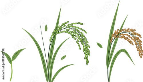 Rice Plant Growth Stages Set with Young Sprout, Green and Mature Golden Paddy Ears Agricultural Vector Illustration for Farming, Harvest, and Crop Education Design