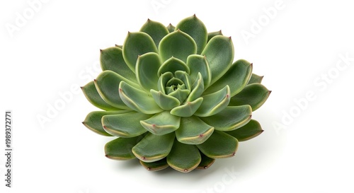 A lush, green succulent plant with thick, fleshy leaves and a rosette shape, set against a stark white background.