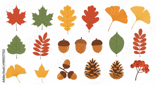 Diverse collection of autumn foliage and natural elements, featuring colorful leaves, acorns, and pine cones, perfect for fall season graphic designs and projects