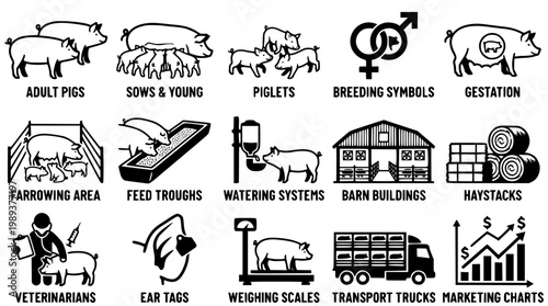 Pig farming vector graphic with various swine related illustrations