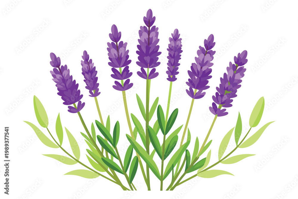 Fototapeta premium lavender flowers vector on white background