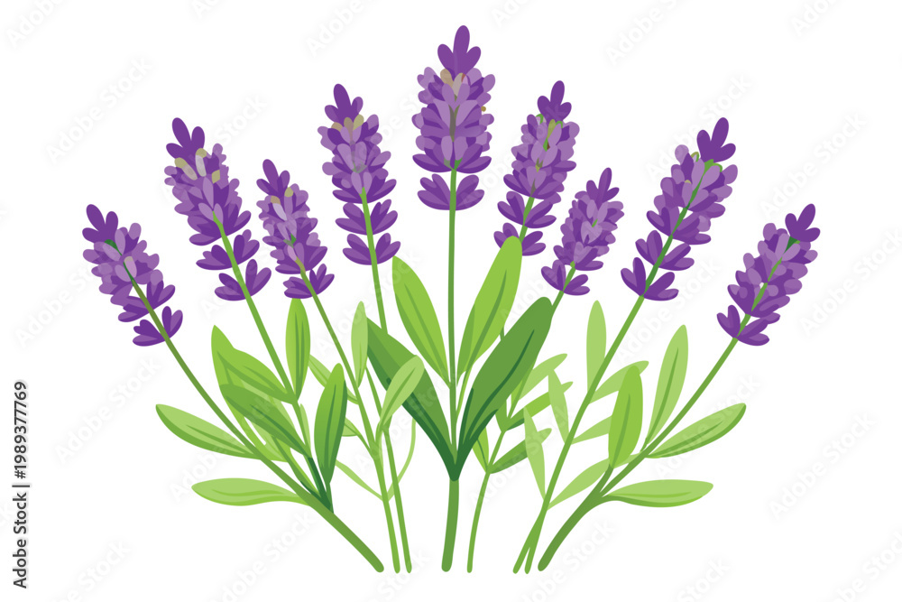 Obraz premium lavender flowers vector on white background
