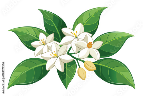 jasmine vector on white background