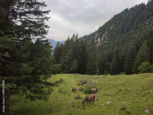 Herd of cows grazing on a lush green alpine meadow bordered by dense pine forest and rocky mountains. Peaceful rural scene under a cloudy sky.