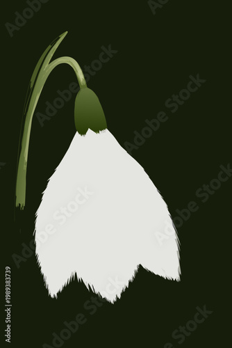 A delicate snowdrop flower illustration with a dark green background
