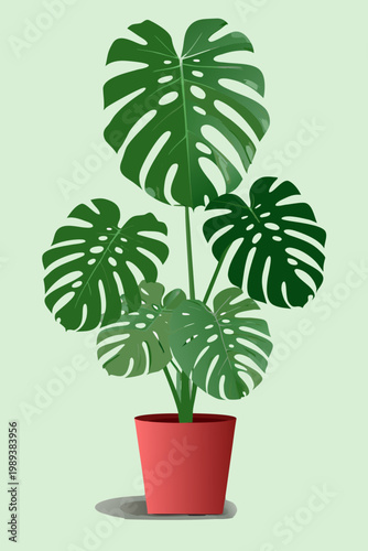 A vibrant monstera deliciosa plant in a red flower pot