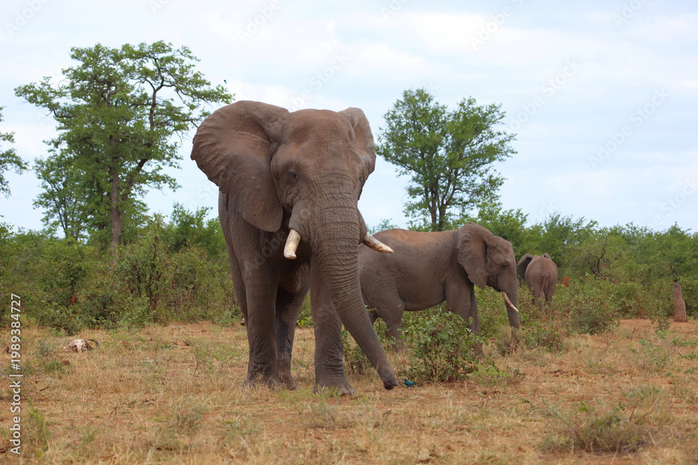 Obraz premium Afrikanischer Elefant / African elephant / Loxodonta africana