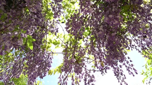 初夏の爽やかな風に吹かれる藤の花