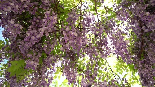 初夏の爽やかな風に吹かれる藤の花