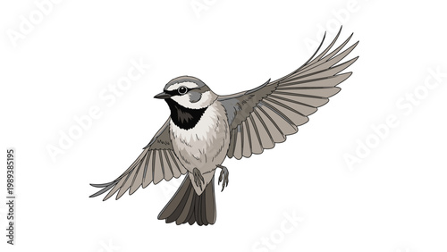Small bird with grey and white feathers is captured in mid flight with its wings wide open on a plain white background.