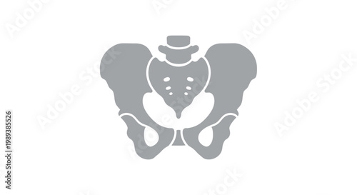Human Pelvis Bone Structure Anatomy Illustration.