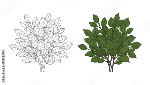 Two versions of a lush green garden bush shown as a simple outline and a fully colored illustration with many small leaves.