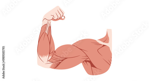 Strong human arm flexing bicep muscle in detailed anatomical illustration.