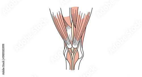 Detailed anatomical illustration of the human knee joint and surrounding muscles.
