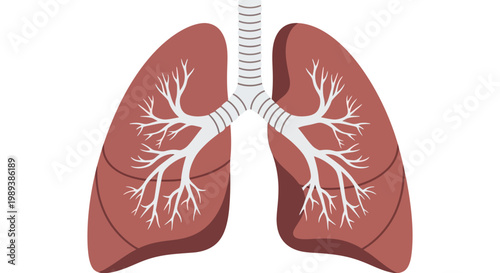 Human Lungs Anatomy Illustration with Bronchial Tree.