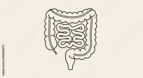 Detailed illustration of human intestines for medical and educational purposes.