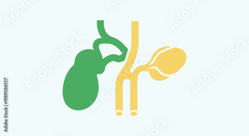 Human Gallbladder and Pancreas Anatomy Illustration.