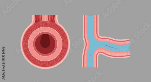 Esophagus and stomach anatomy illustration for medical education.