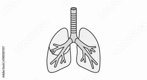 Human Lungs and Trachea Diagram for Respiratory System Education.