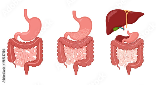 Human digestive system anatomy with stomach, intestines, and liver.