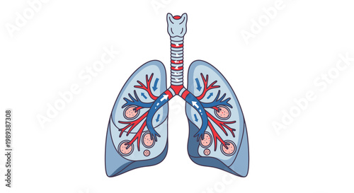 Detailed illustration of human lungs and respiratory system.