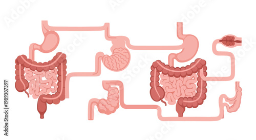 Human Digestive System Organs Illustration.