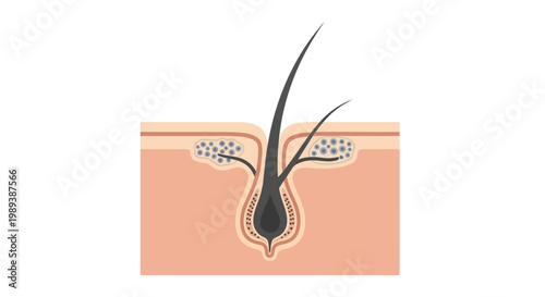 Detailed illustration of human hair follicle structure within the skin.