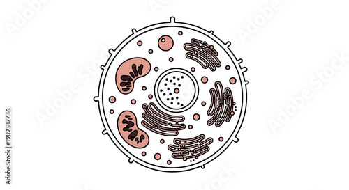Detailed illustration of an animal cell with various organelles.