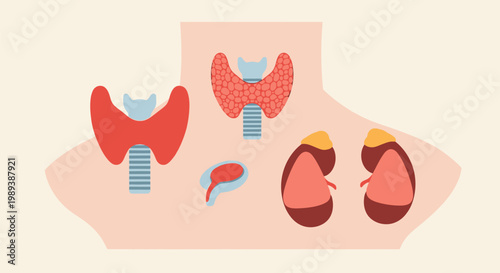 Human Endocrine Glands - Thyroid, Parathyroid, and Adrenal Organs.
