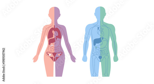 Human Anatomy Illustration - Male and Female Internal Organs.