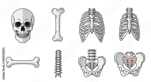 Human Skeleton Bones Anatomy Collection Skull Ribs Pelvis Spine.