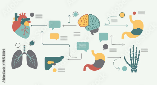 Human Anatomy Infographic with Organs and Skeletal System.
